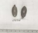 Click for 1 image(s) for this accession. FRUIT
